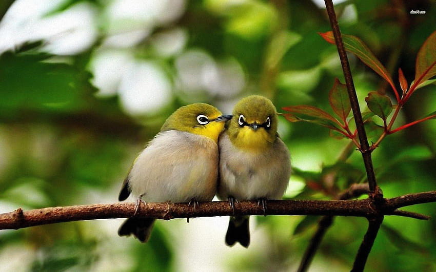 Uccello carino, piccoli uccelli Sfondo HD
