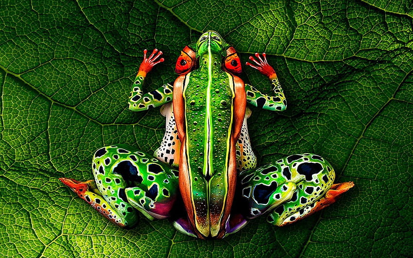Malowanie ciała żaby Tapeta HD