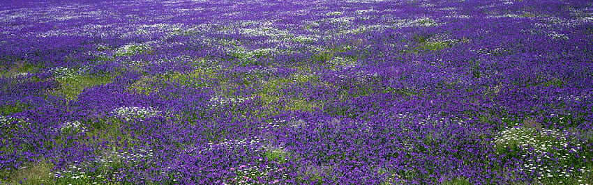 Panoramic Dual Screen Flowers, panoramic spring HD wallpaper