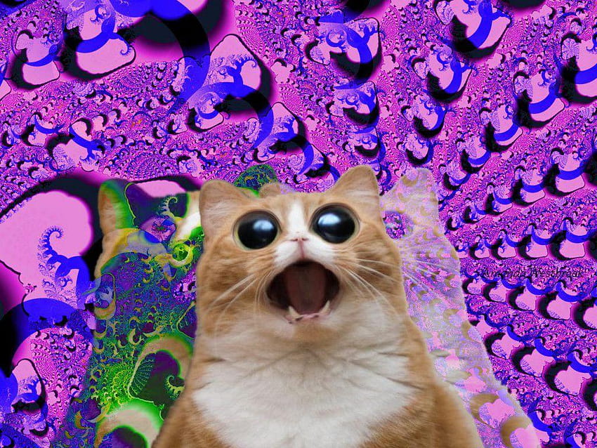 Kucing Trippy Wallpaper HD