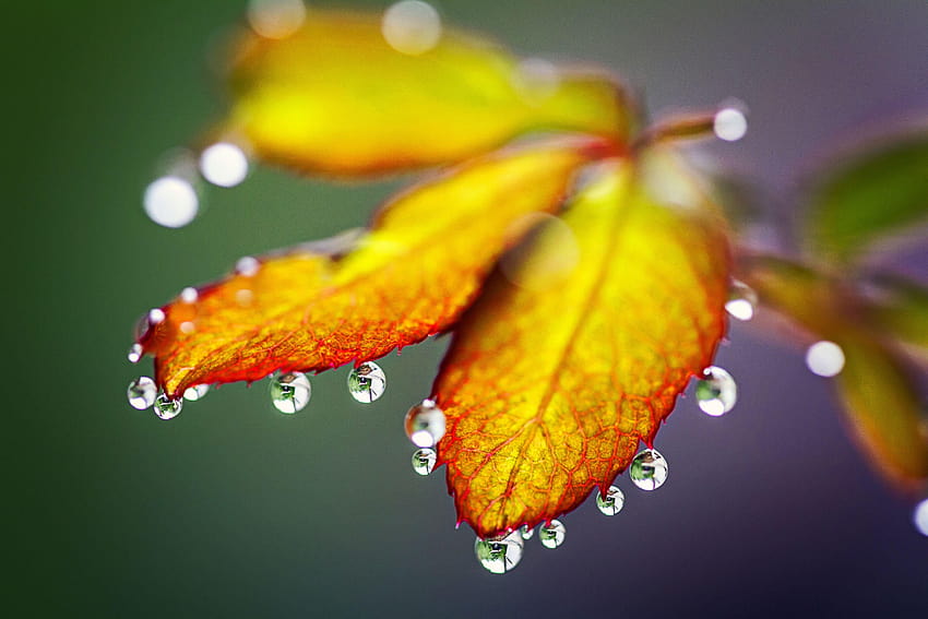 Folhas de outono, gotas de chuva, grafia, orvalho da manhã nas folhas papel de parede HD