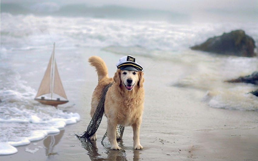 beach animals dogs sea / 1680x1050, summer golden retrievers HD wallpaper