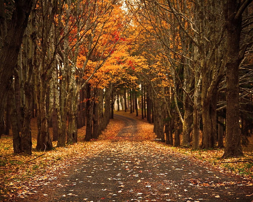 Autumn path HD wallpaper