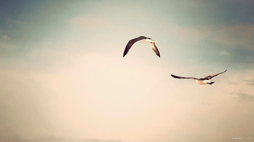Page 22 | bird flying birds flying HD wallpapers | Pxfuel