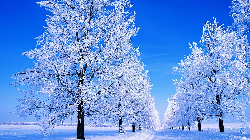 Icy Trees HD wallpaper