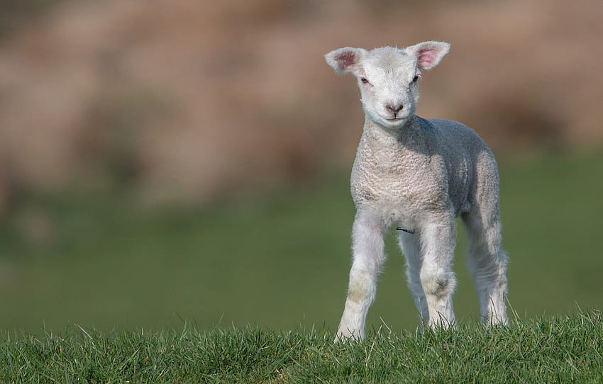 campo, erba, bambino, agnello, pecora, pecora, agnello , sezione животные, baby sheep Sfondo HD