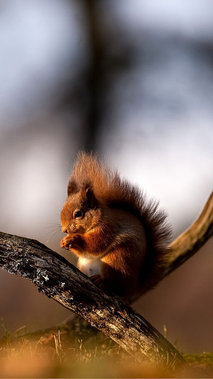 Eichhörnchen 2 für iPhone X, 8, 7, 6, rotes Eichhörnchen HD-Handy-Hintergrundbild