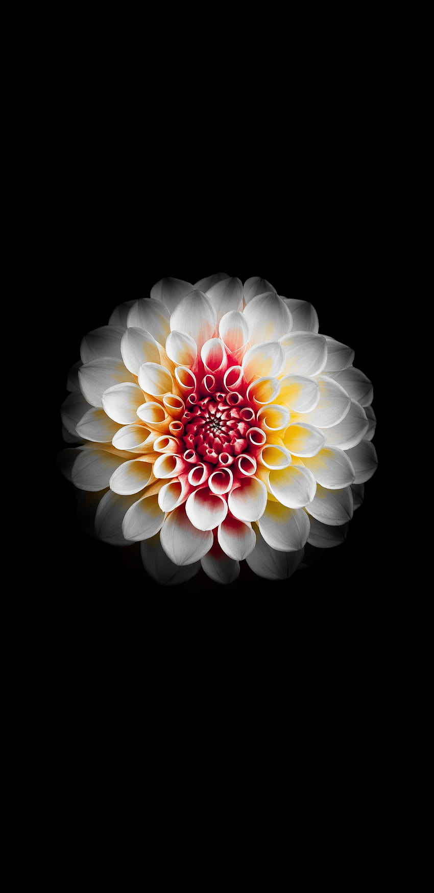 portret, biała dalia, kwiat 1440x2960 ​​, samsung galaxy s8, samsung galaxy s8 plus, 1440x2960 ​​, tło, 15173, galaktyka kwiaty Tapeta na telefon HD