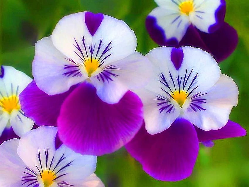 Flores: Pensamientos Flores bonitas Púrpura Blanco Amarillo Pequeña flor, flores de pensamiento fondo de pantalla