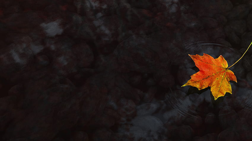 6048464 / 1920x1080 musim gugur, Maple, daun maple, air, air daun musim gugur Wallpaper HD