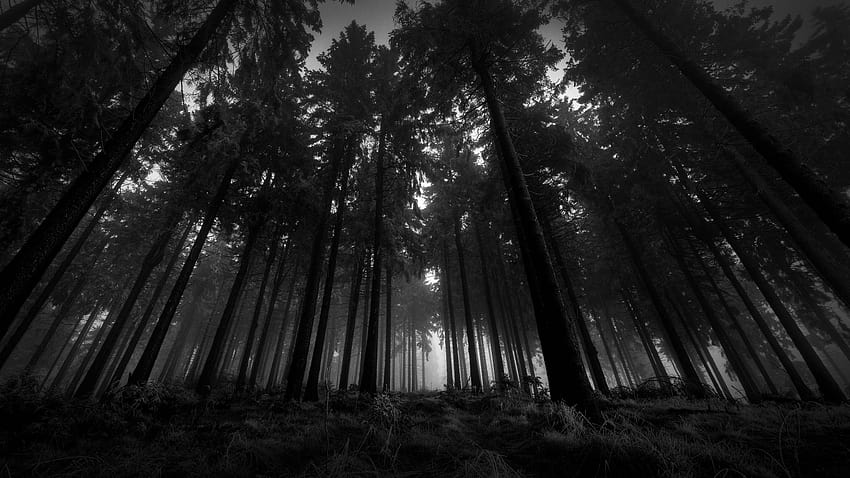 Dark Forest , Live Dark Forest วอลล์เปเปอร์ HD