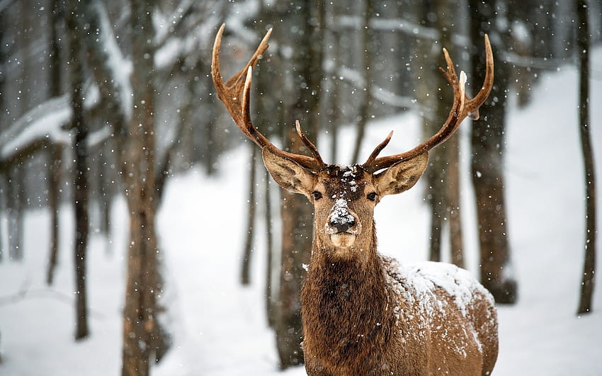 : animals, nature, snow, winter, wildlife, elk, reindeer, weather, season, fauna, mammal, vertebrate, white tailed deer 2560x1600, winter deers HD wallpaper