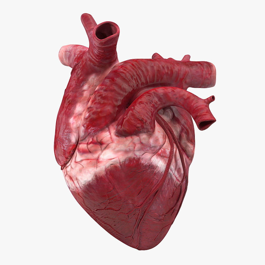 Real Of Human Heart Human Heart HD phone wallpaper | Pxfuel