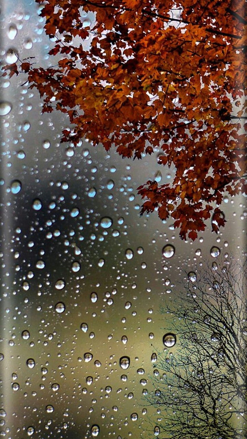 Herbstregentelefon, Regentropfenherbst HD-Handy-Hintergrundbild