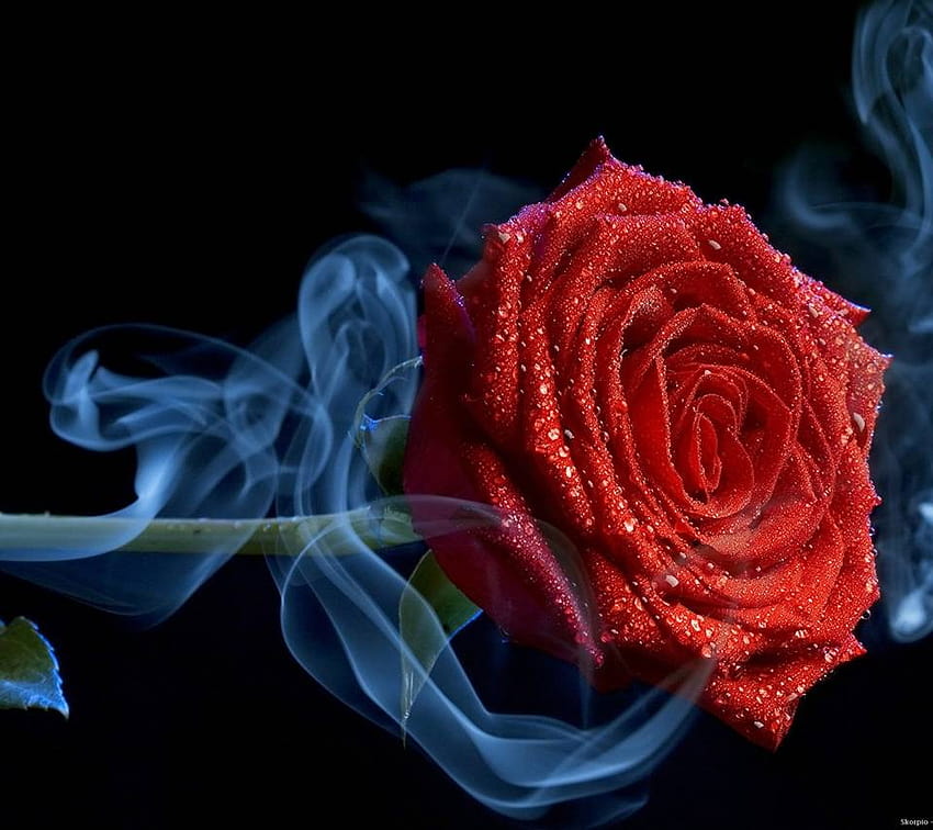 Rose In Smoke by ScorpionLondon, cool rose HD wallpaper
