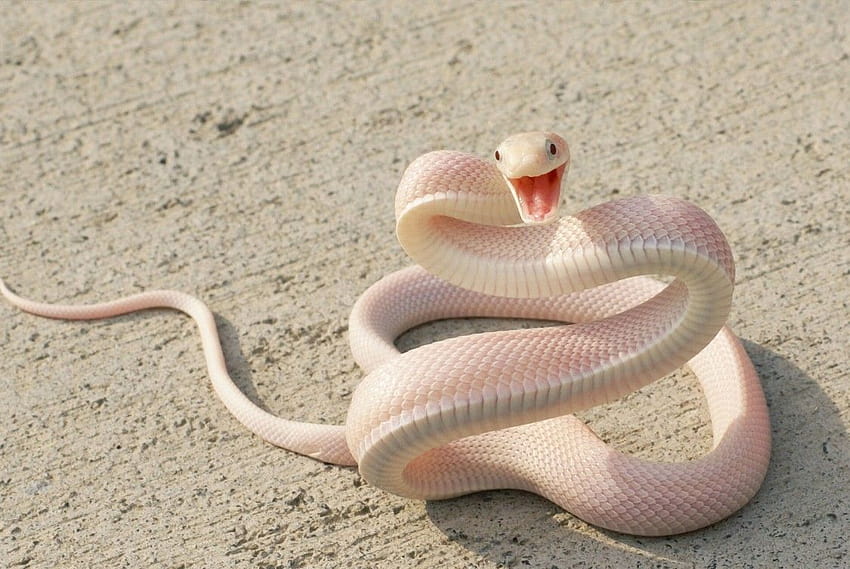 Baby Snake, сладка змия HD тапет