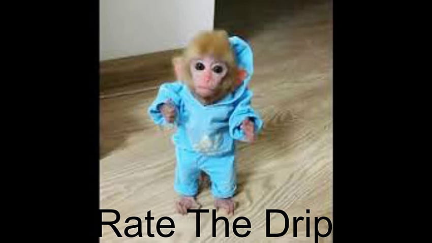 Califica The Monkeys Drip: r/ConnorEatsPants fondo de pantalla