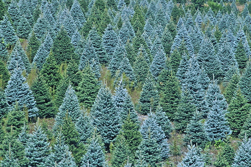 Christmas tree farm HD wallpaper | Pxfuel