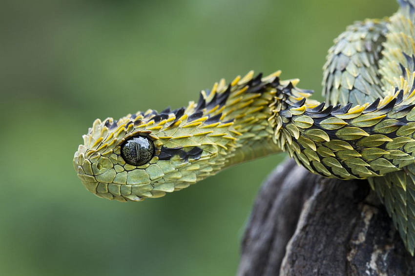Types of Snakes With : You Should Totally Bookmark This!, venomous snakes HD wallpaper