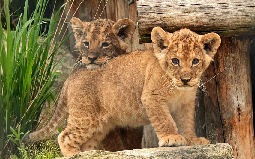 536239 Cub, Baby, Kids, Lion, lion baby HD wallpaper