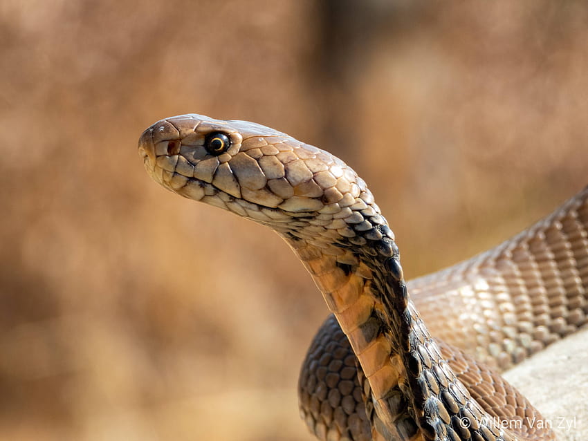 Mozambique Spitting Cobra HD wallpaper