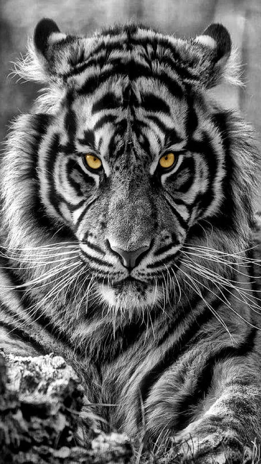 4 Cool Tiger, tiger phone HD phone wallpaper