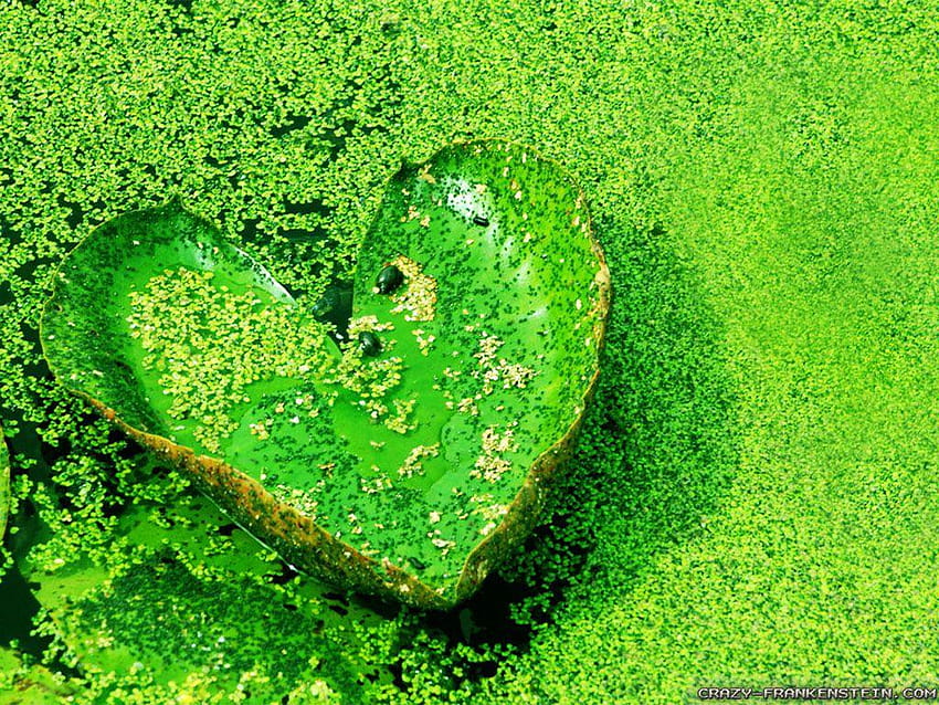 Latar Belakang Layar Lebar Love On Natural Of Mobile, love natural Wallpaper HD