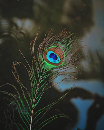 Download Krishna Iphone Closeup Peacock Feather Wallpaper  Wallpaperscom