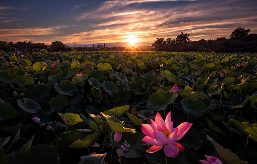Lotus, Sunrise, Field , section пейзажи, lotus field HD wallpaper