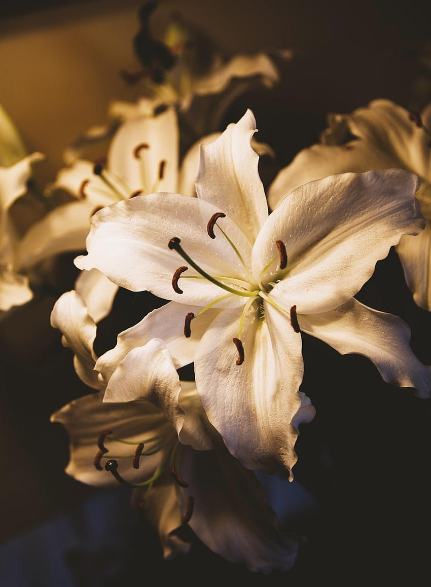 White Lily, pink and white lilies HD phone wallpaper | Pxfuel
