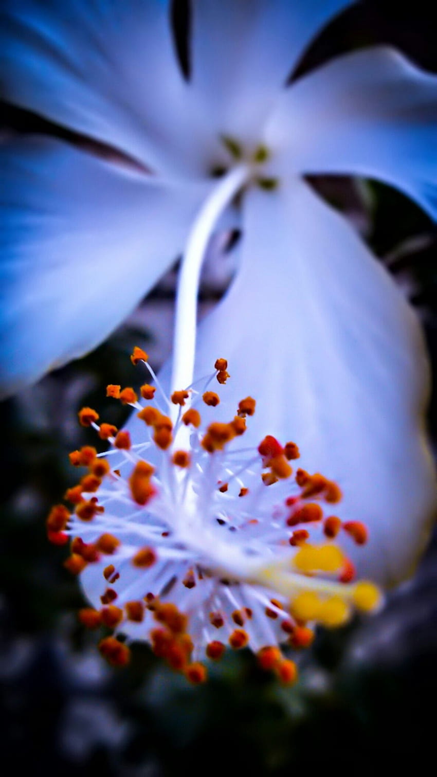 : Бяло цвете на хибискус в графика Macro Shot, макро природата на цветята е замъглена HD тапет за телефон