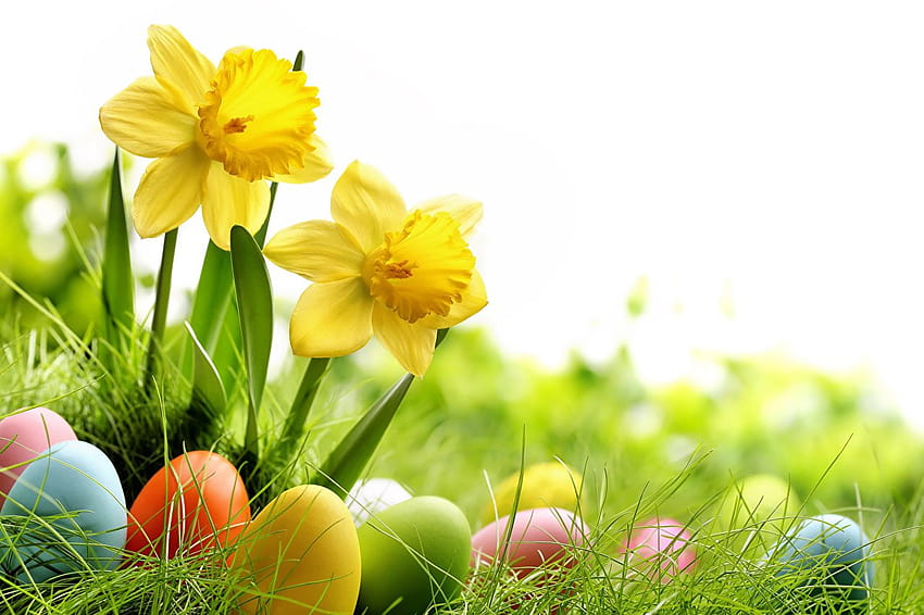 Uova di Pasqua Fiore Narciso Erba Vacanze, giardino di Pasqua Sfondo HD