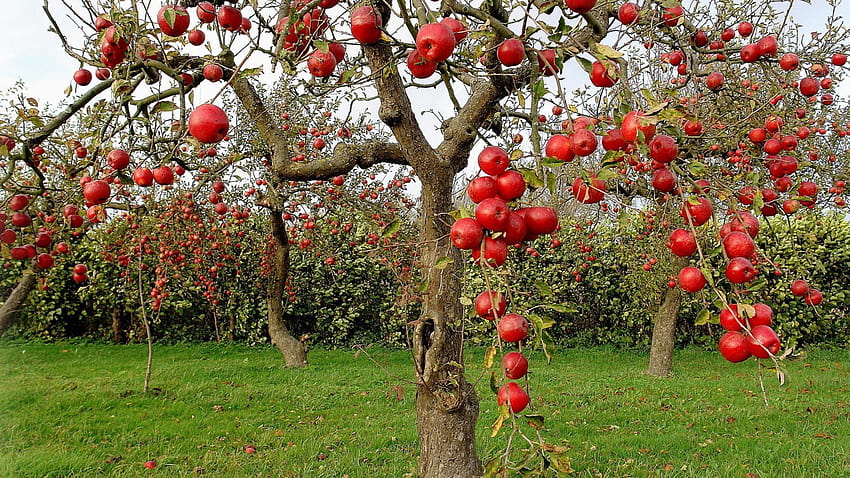 Плодове ябълки овощни дървета HD тапет