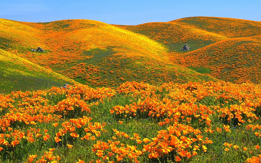 California poppy field, wildflowers in the valley HD wallpaper