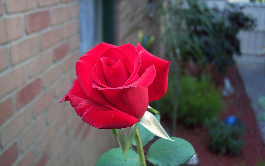 Flower Beautiful Red Rose Flowers For Facebook Tapeta HD