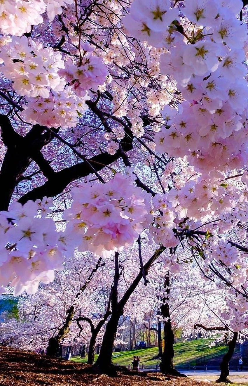 Wunderschönes Natur-Pinterest, Kirschblütenbaum-Ästhetik HD-Handy-Hintergrundbild