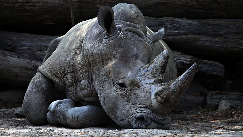 rhino rhinocero horn and animal and backgrounds, animal rhino HD wallpaper