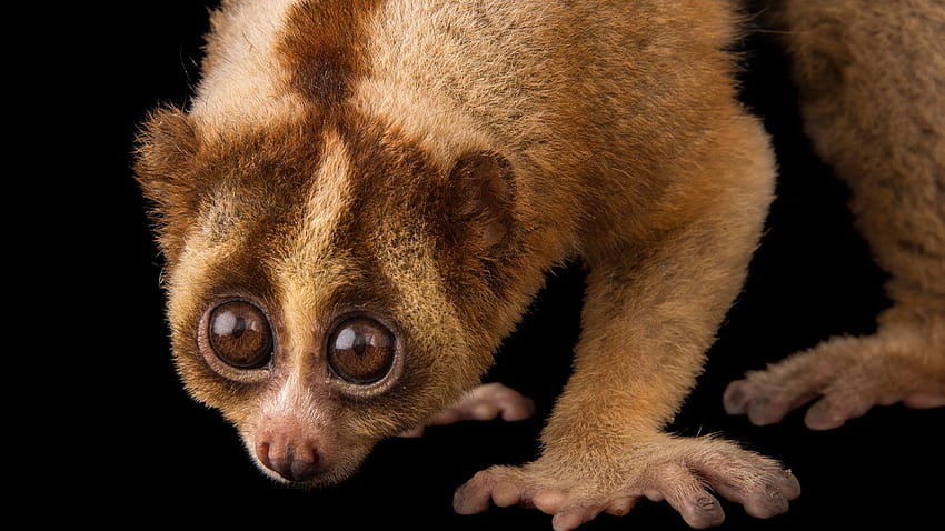 How this animal's adorable face mask keeps it safe, red slender loris HD  wallpaper | Pxfuel