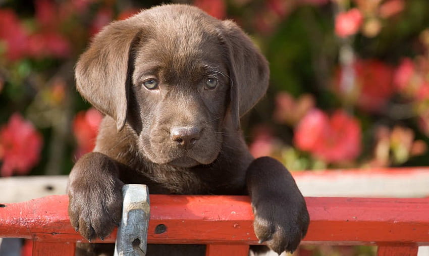 15 Puppy Potty Training Problems Solved, baby chocolate labs HD wallpaper