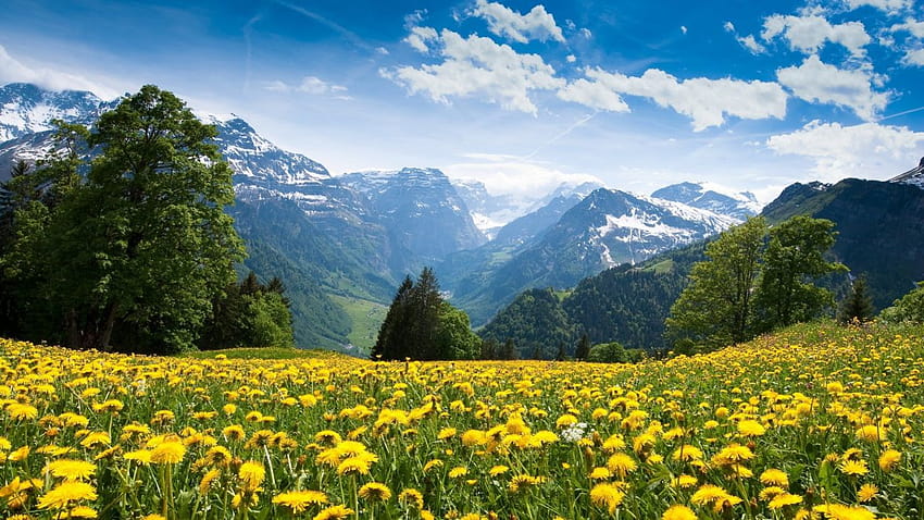 Mountains landscape nature mountain spring meadow flowers, mountains in spring HD wallpaper