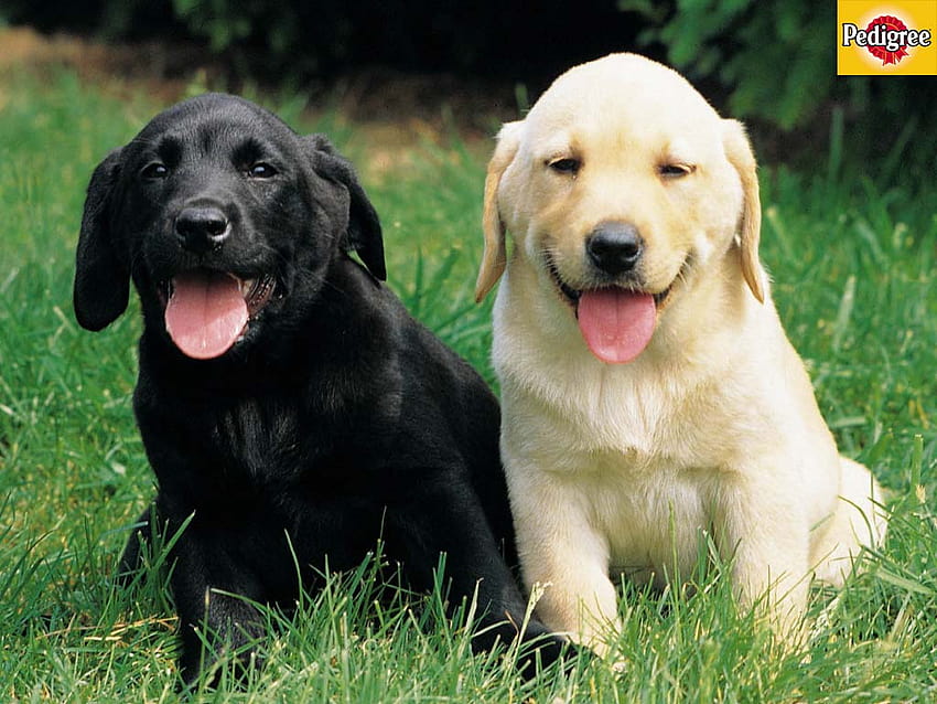 Black And Yellow Lab Puppy, golden lab HD wallpaper