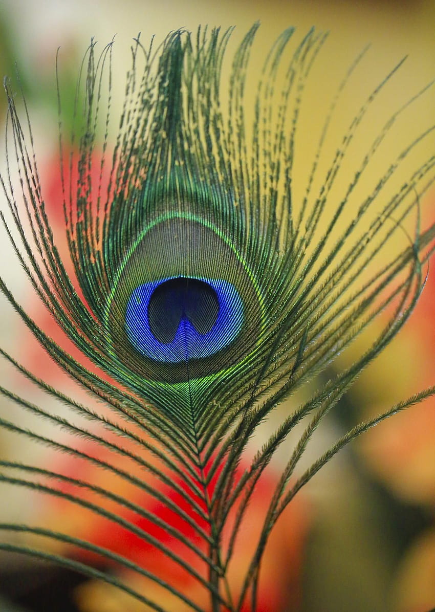 Feathered by leigh.lofgren, krishna feather HD phone wallpaper