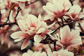 Flowers 2560x1700 Resolution Wallpapers Chromebook Pixel