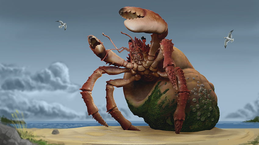 Rory Coles, hermit crab HD wallpaper