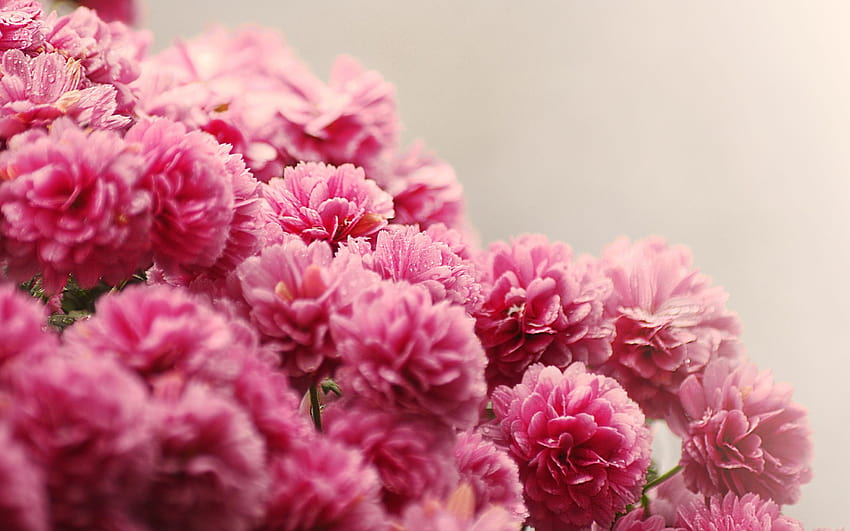 flowers focus rose pink drops beauty, pink beauty HD wallpaper