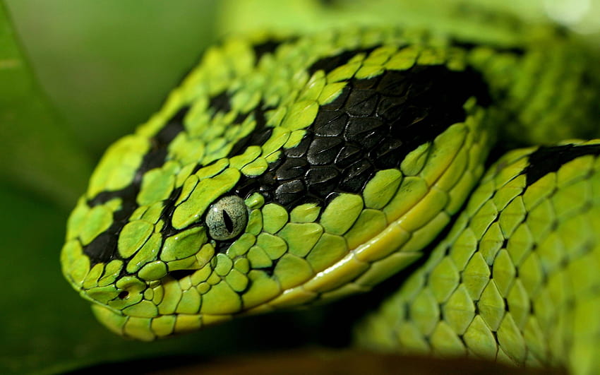 Snake Wallpaper HD for Android - Download | Cafe Bazaar