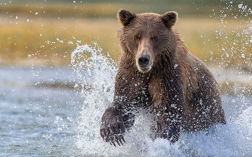 Brown Bears Bears Katmai National Park Spray Animals, katmai national park and preserve HD wallpaper