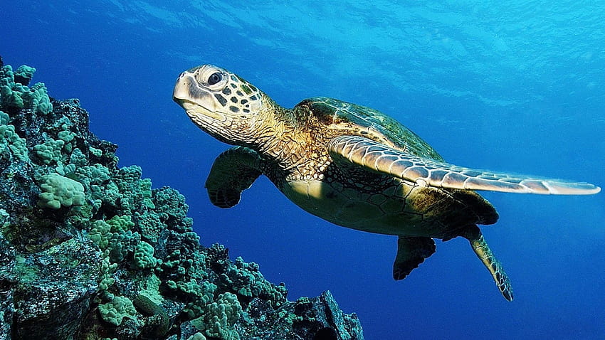 Turtles, Best, ,turtles,dangerous, Sea, great barrier reef turtle HD wallpaper