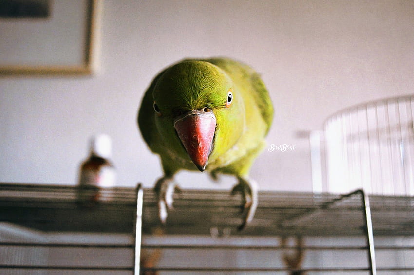 verde, ringneck indiano, periquito, pássaros, papagaio, animal de estimação, animais / e fundos móveis papel de parede HD