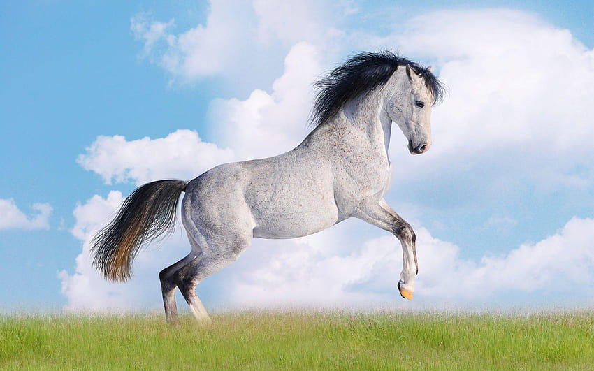 Die 8 Besten Schöne Pferde Hintergrundbilder HD wallpaper